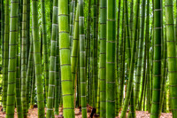 Bamboo Legends