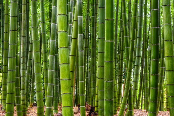 Bamboo Legends