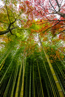 Autumn Bamboo