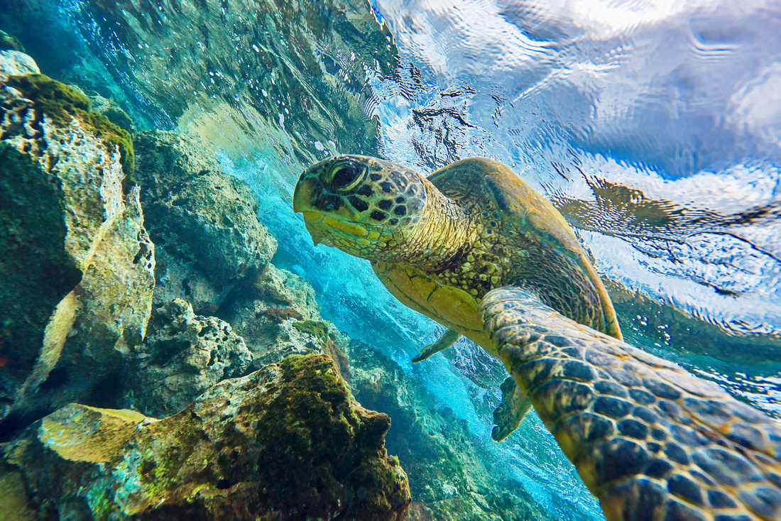 Honu Selfie